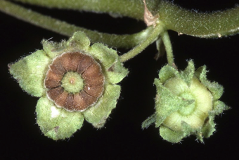 Schizocarp of several mericarps [Malva neglecta; Malvaceae]